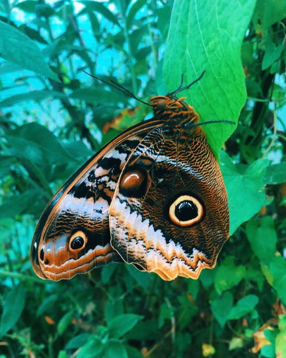 Live butterflies and moths for sale online UK. Buy eggs, caterpillars, pupae, and cocoons. Watch the lifecycle unfold with insects to rear at home!