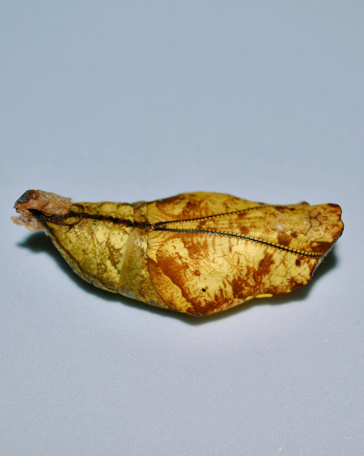 Live butterflies and moths for sale online UK. Buy eggs, caterpillars, pupae, and cocoons. Watch the lifecycle unfold with insects to rear at home!