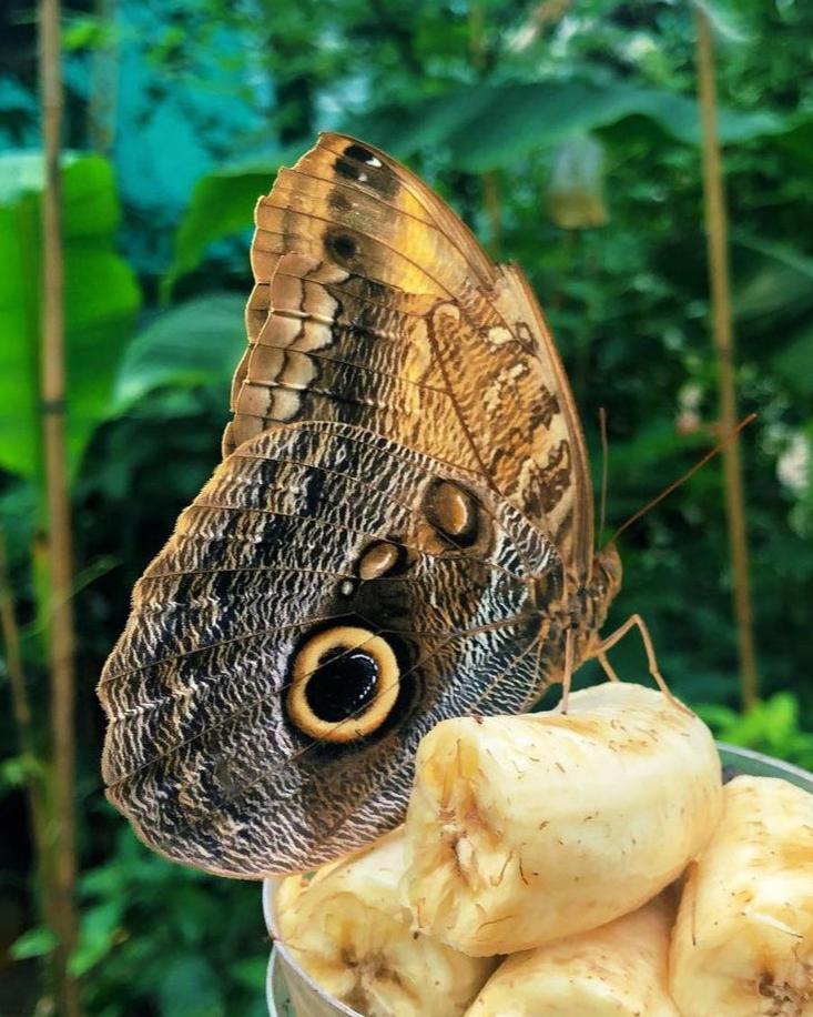 Live butterflies and moths for sale online UK. Buy eggs, caterpillars, pupae, and cocoons. Watch the lifecycle unfold with insects to rear at home!