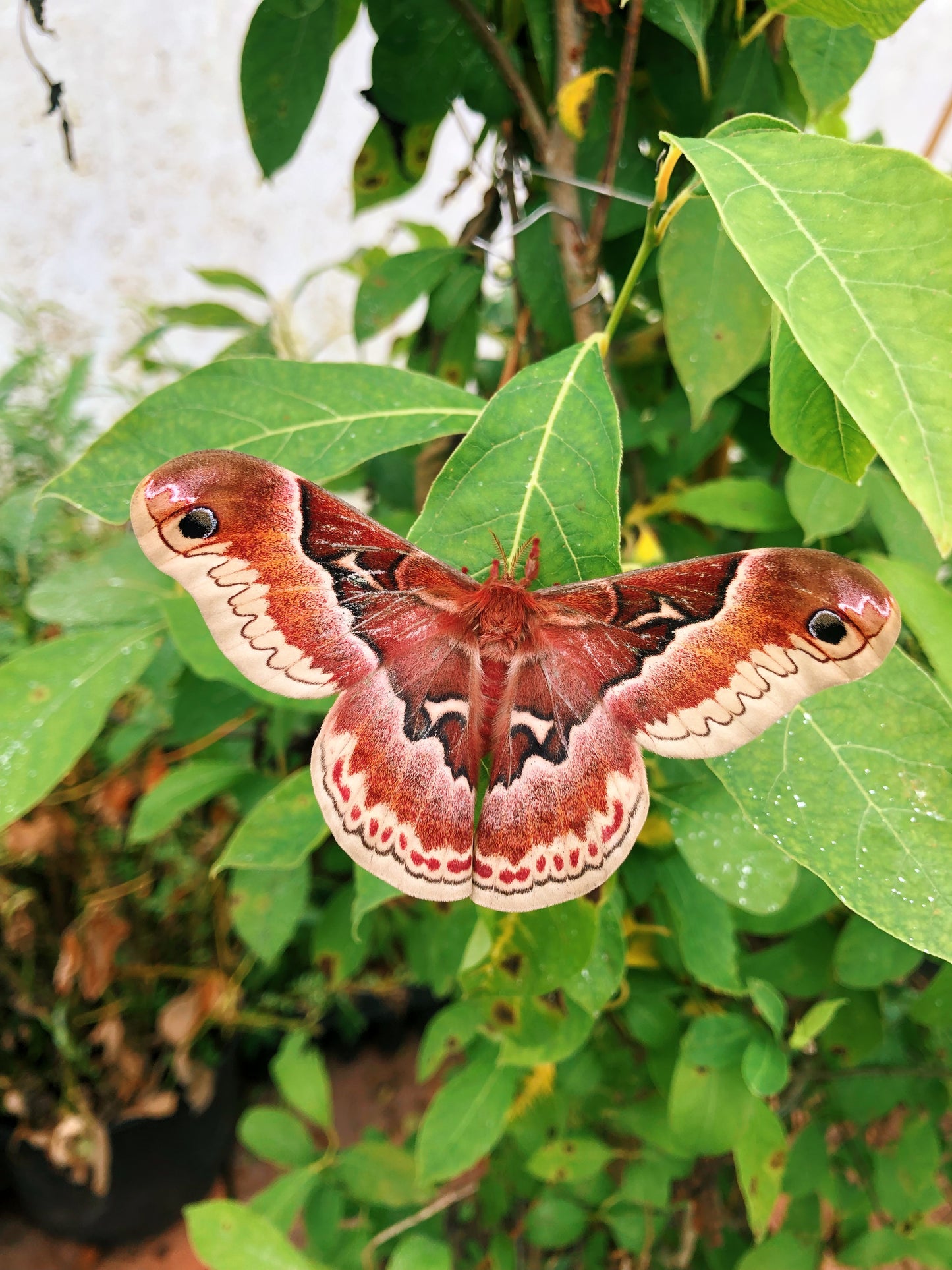 Live moth eggs for sale online UK