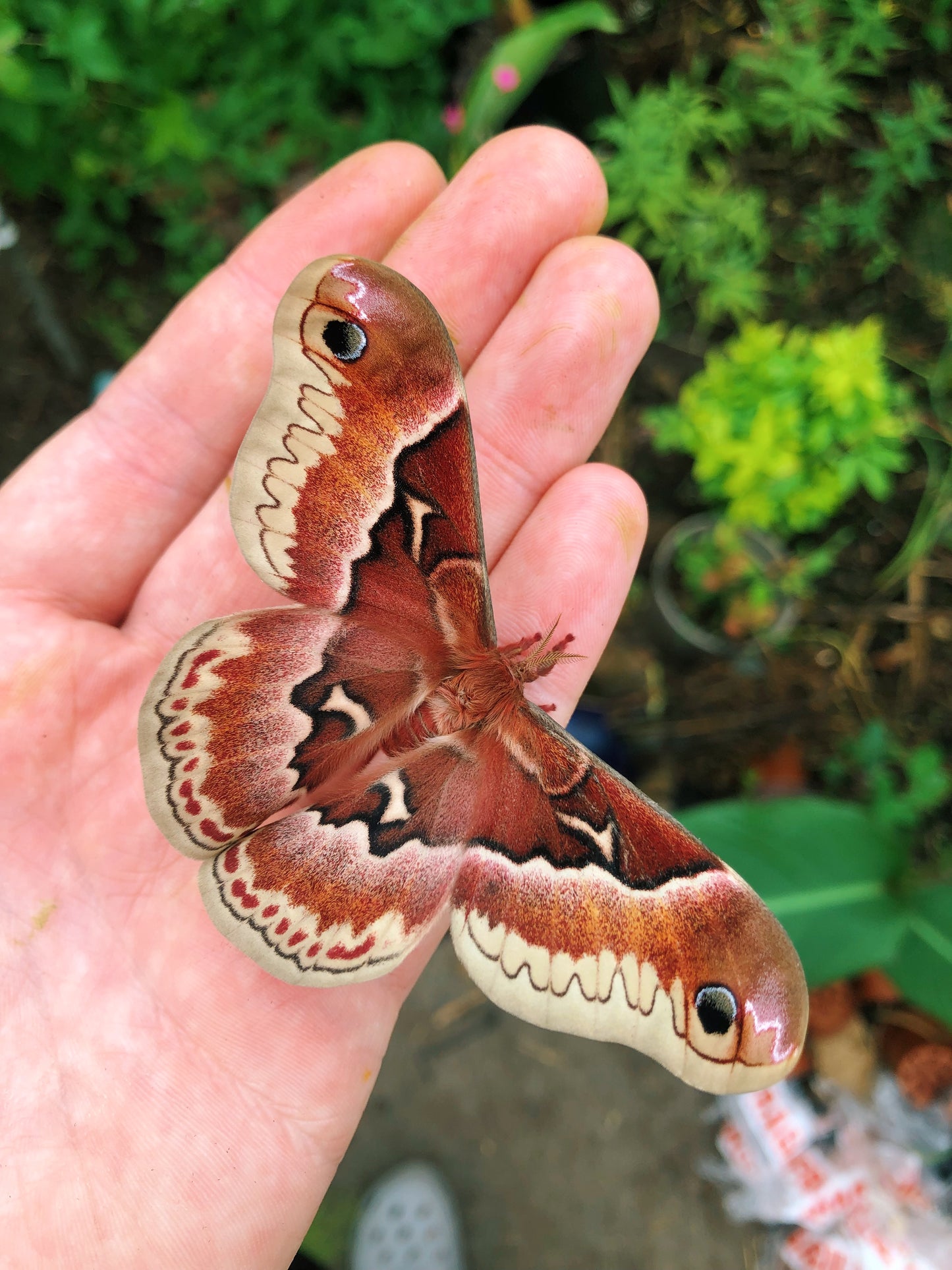 Live moth eggs and cocoons for sale online UK