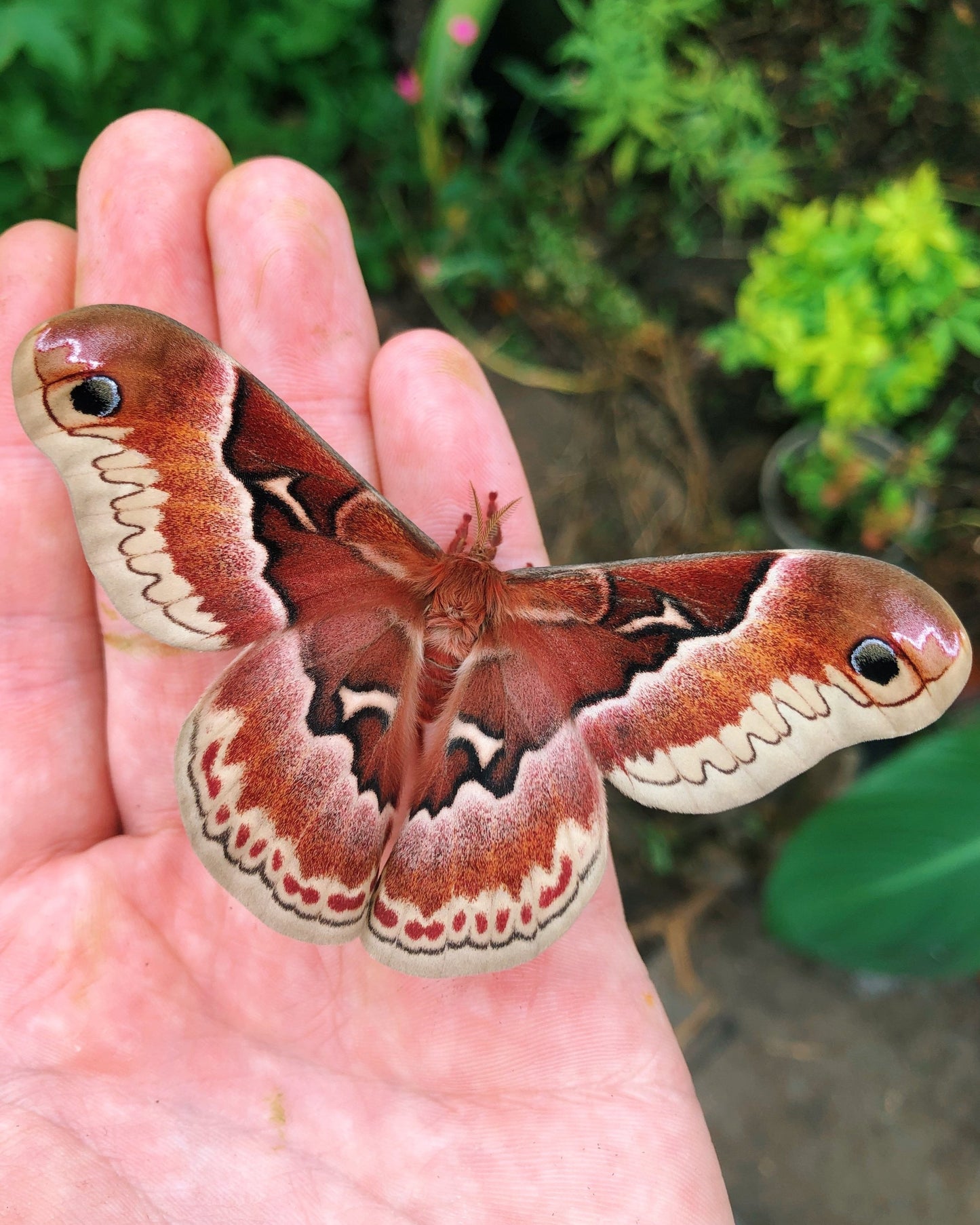 Live moth eggs for sale online UK
