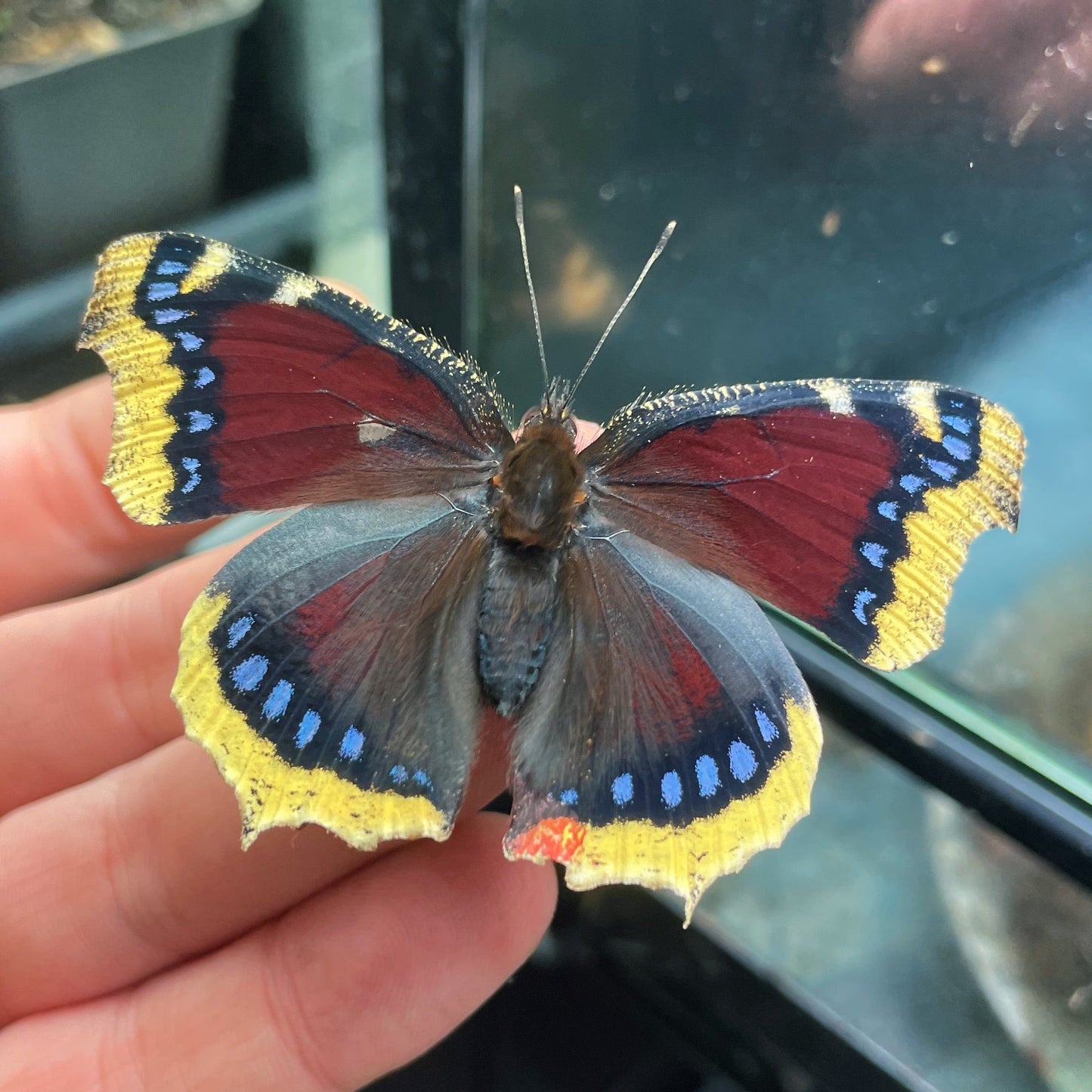 Live butterflies and moths for sale online UK. Buy eggs, caterpillars, pupae, and cocoons. Watch the lifecycle unfold with insects to rear at home!