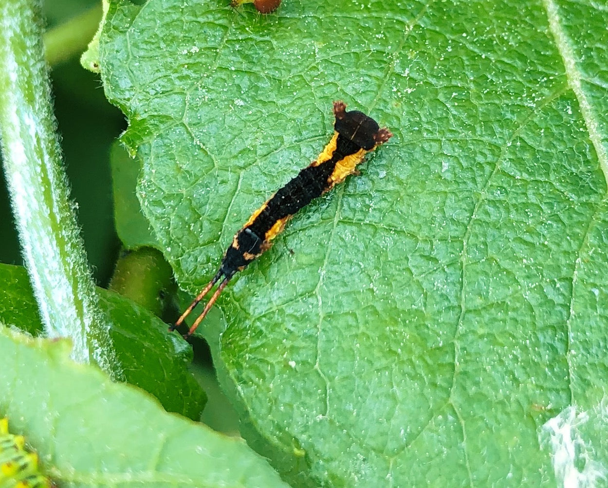 Live butterflies and moths for sale online UK. Order eggs, caterpillars, pupae, and cocoons. Watch the lifecycle unfold with insects to rear at home!