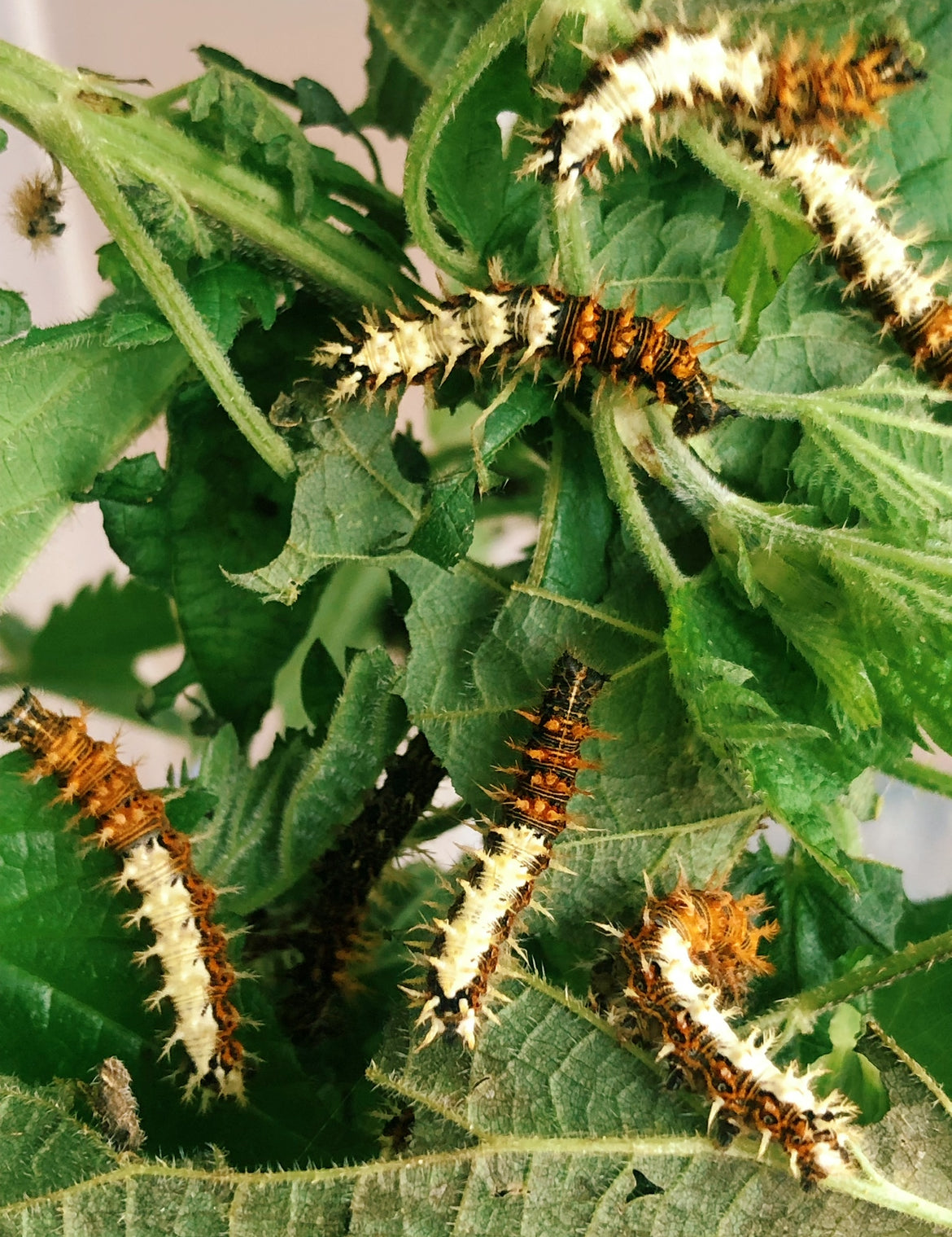 Live butterflies and moths for sale online UK. Buy eggs, caterpillars, pupae, and cocoons. Watch the lifecycle unfold with insects to rear at home!