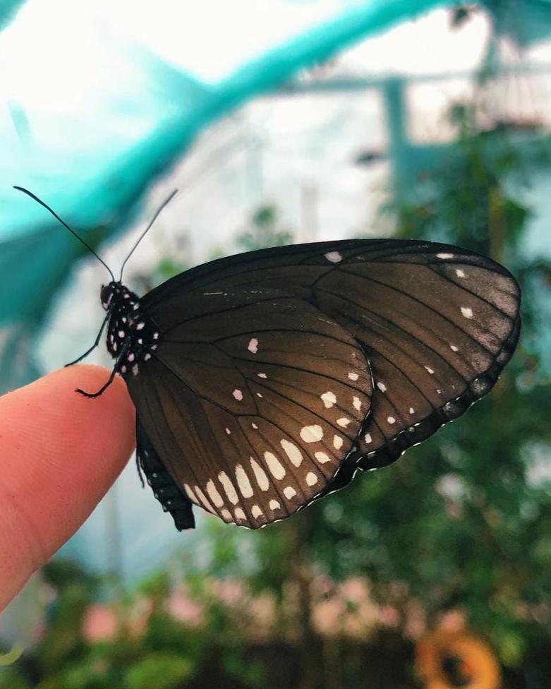 Euploea core butterfly pupae for sale online UK