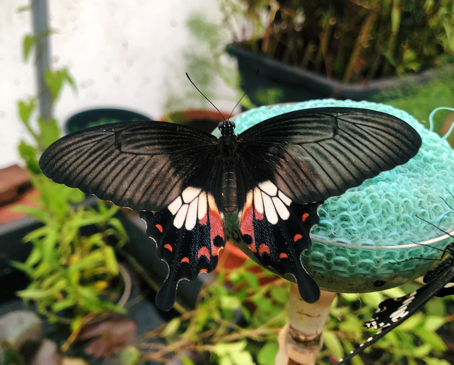 Live butterflies and moths for sale online UK. Buy eggs, caterpillars, pupae, and cocoons. Watch the lifecycle unfold with insects to rear at home!