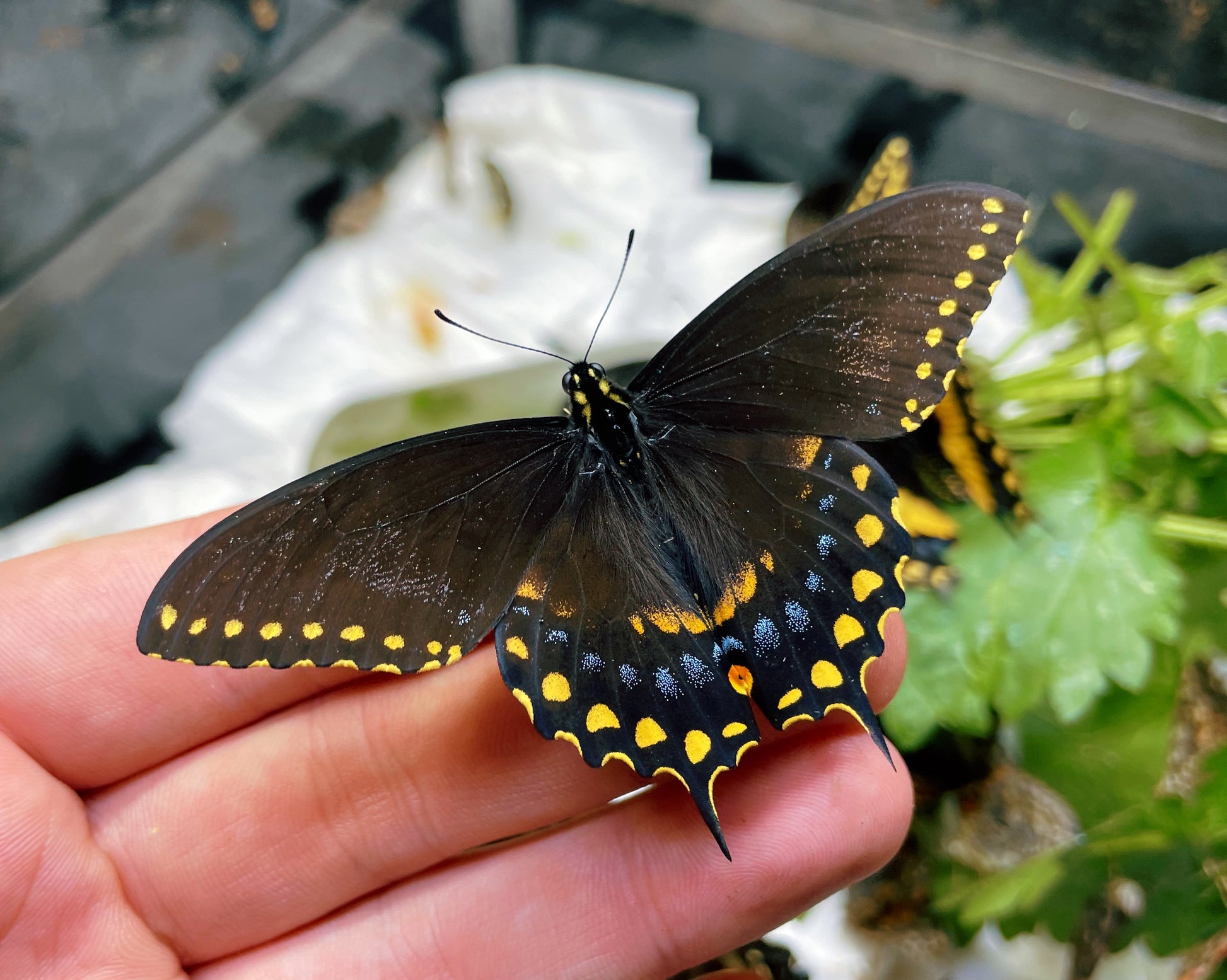 Live butterflies and moths for sale online UK. Buy eggs, caterpillars, pupae, and cocoons. Watch the lifecycle unfold with insects to rear at home!