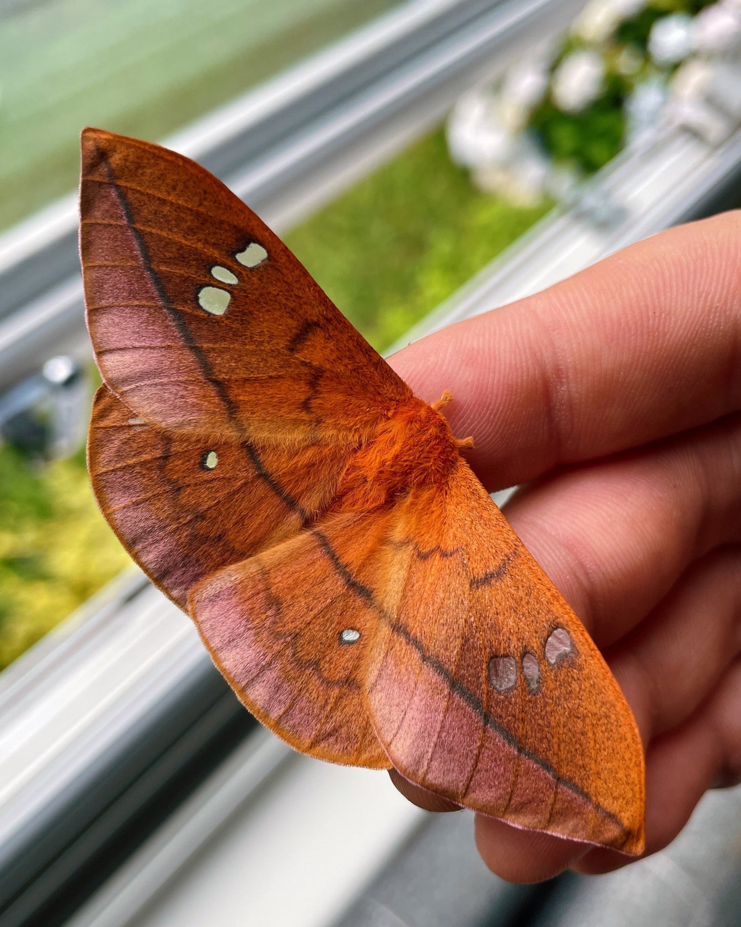 Live moth cocoons for sale online UK