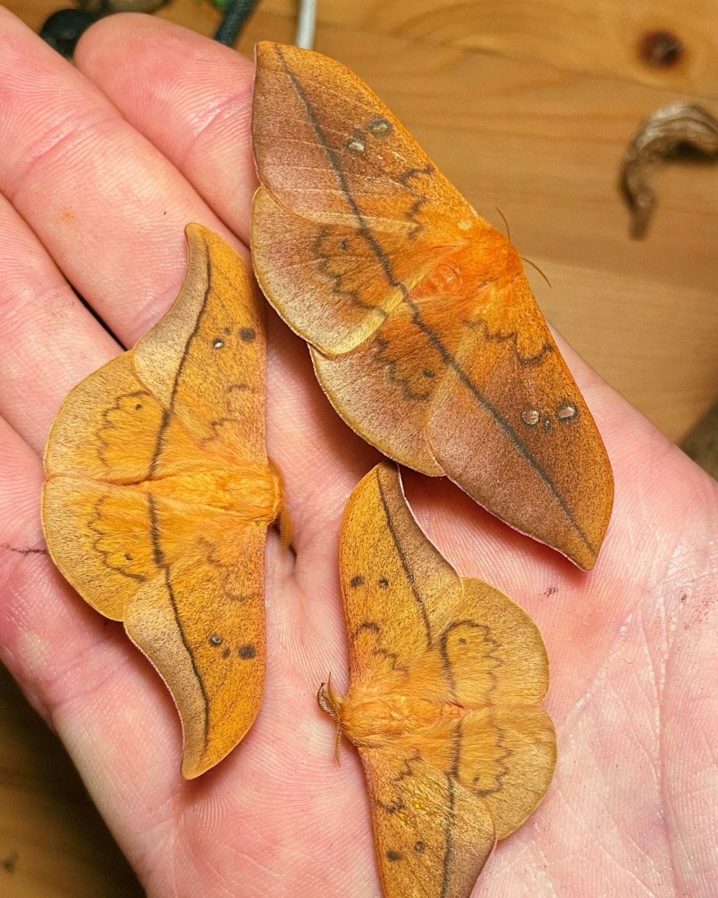 Live moth eggs and cocoons for sale online UK