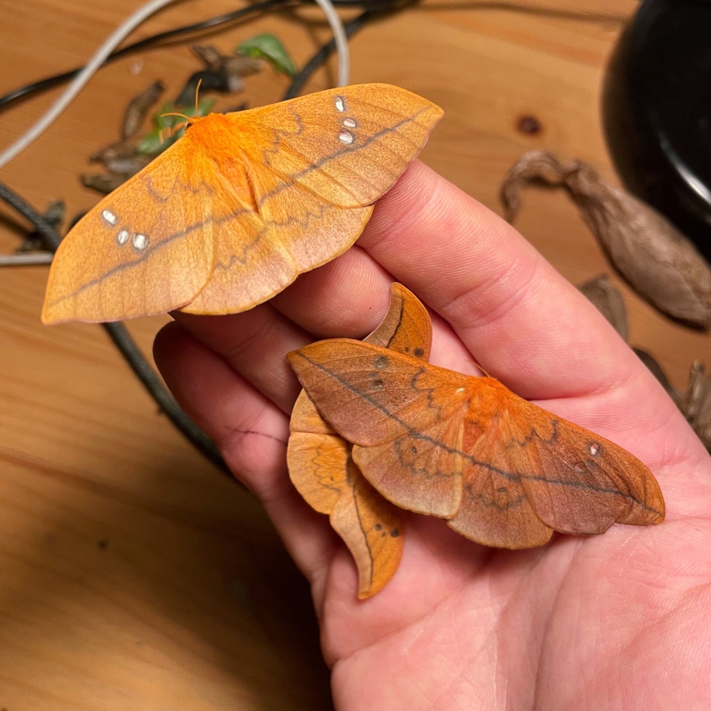Live moth cocoons for sale online UK