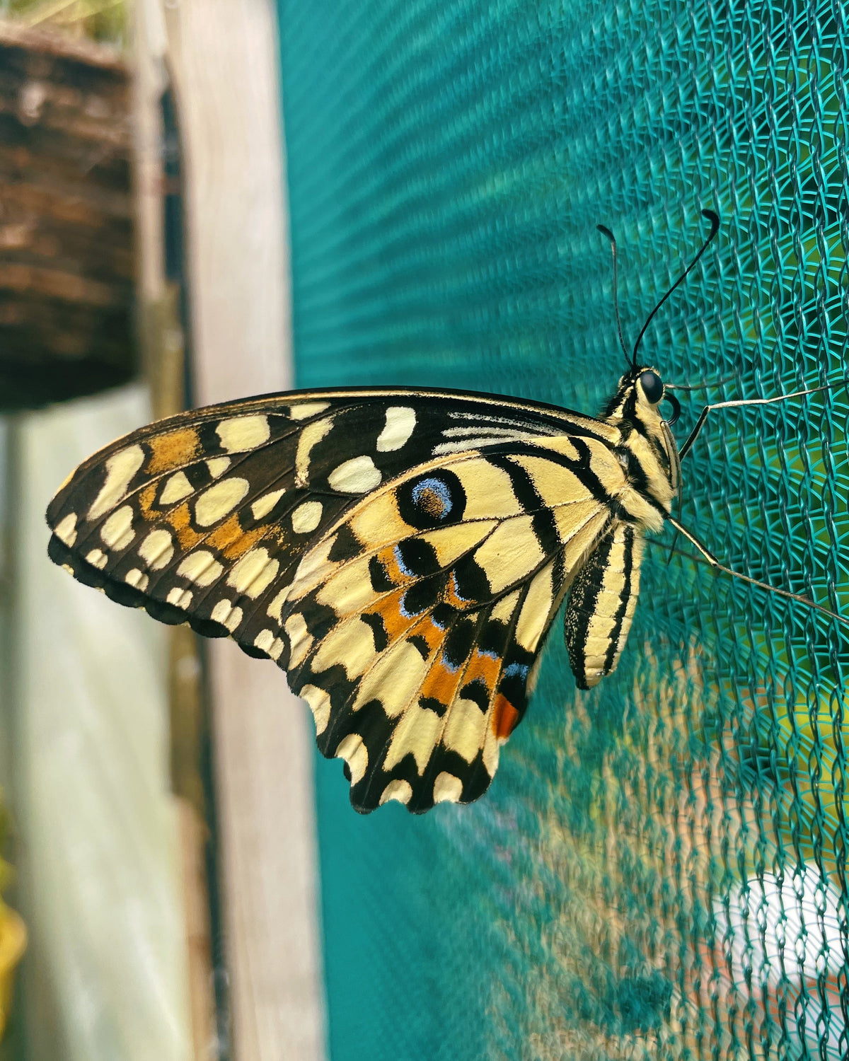 Common Lime Swallowtail PUPAE (Papilio demoleus)