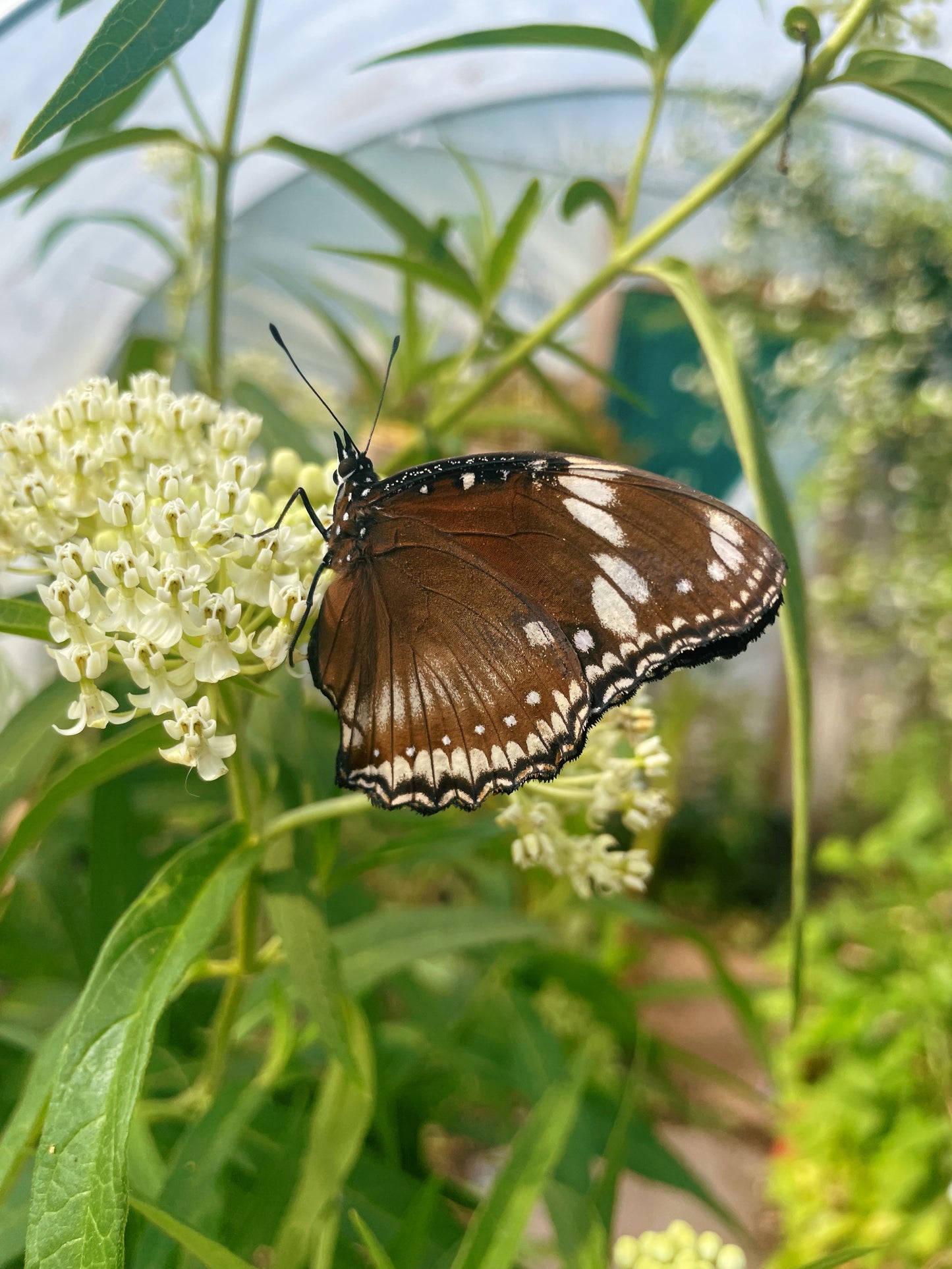Blue Moon Butterfly (Hypolimas bolina) EGGS