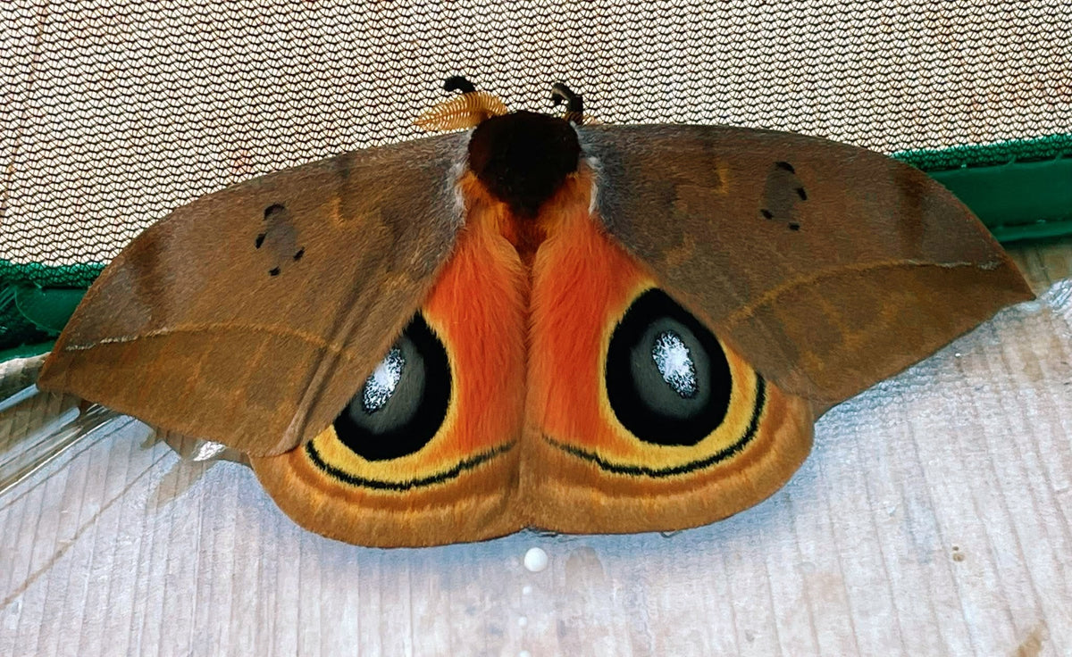 Bullseye Silk-Moth COCOONS (Automeris excreta)