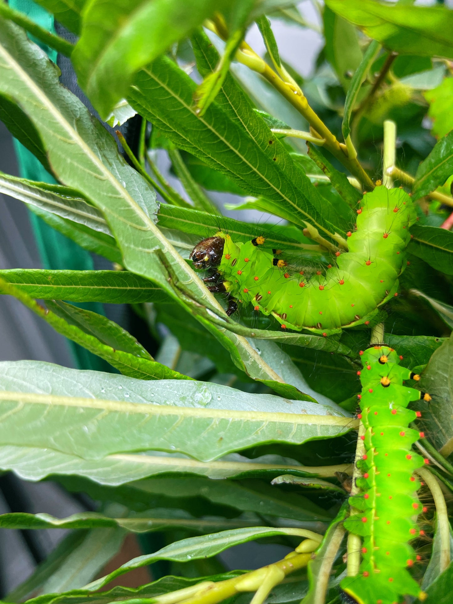 Indian Moon Moth EGGS (Actias selene)