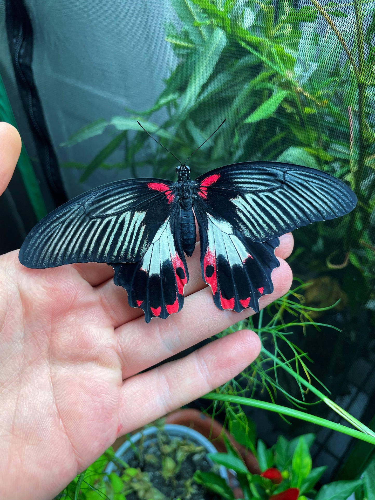 Scarlet Mormon Swallowtail PUPAE (Papilio rumanzovia)