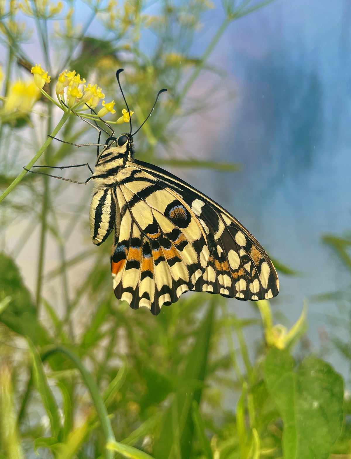 Common Lime Swallowtail PUPAE (Papilio demoleus)