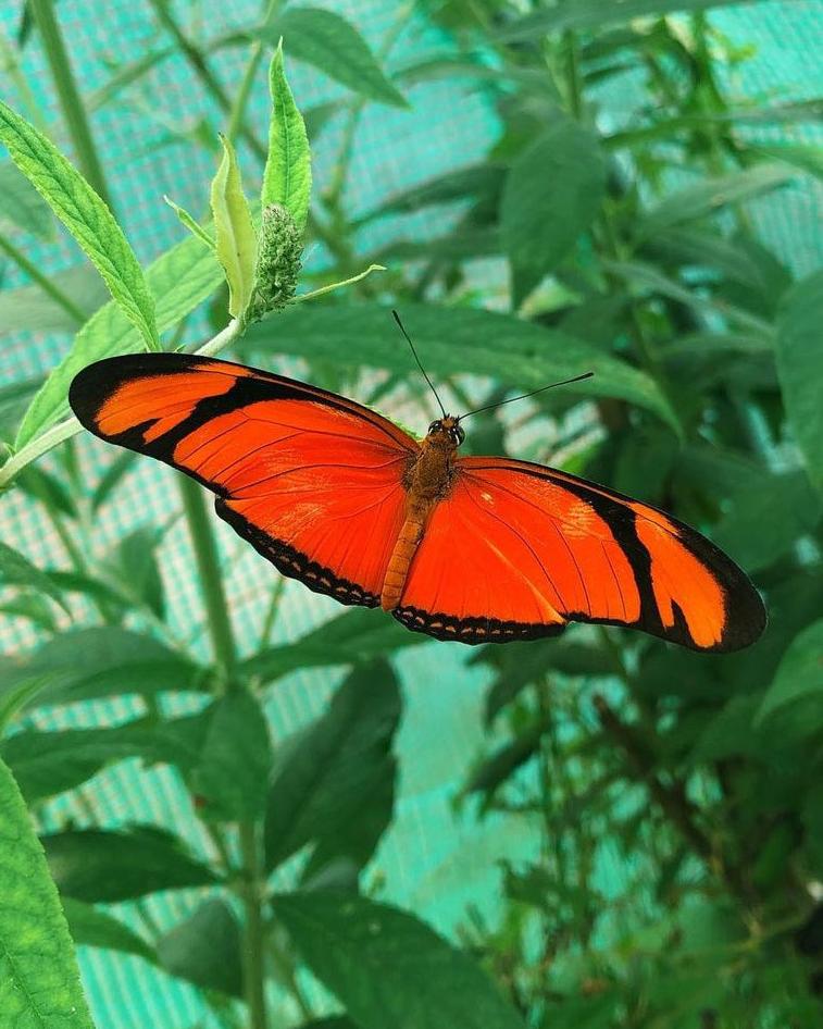 Live butterfly pupae for sale online UK