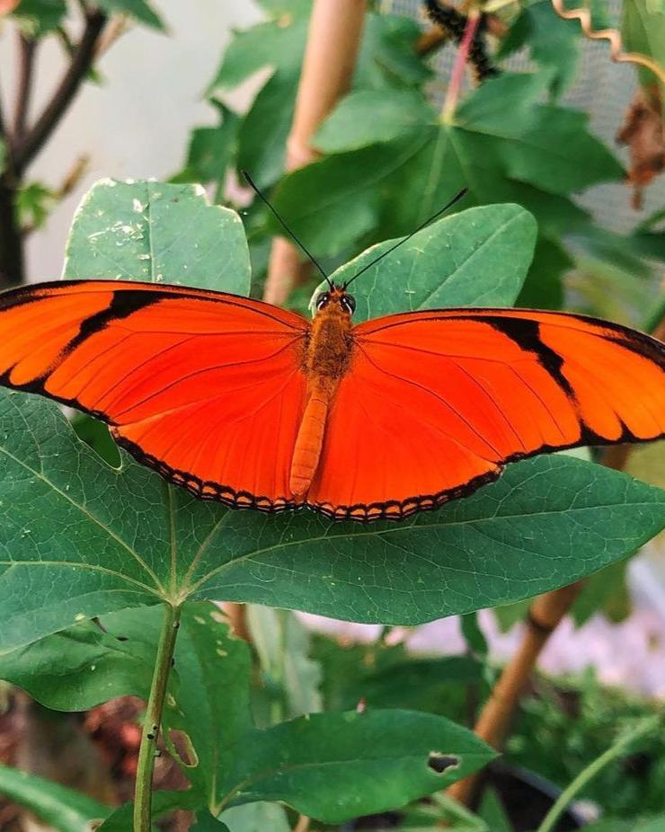 Live butterflies for sale online UK