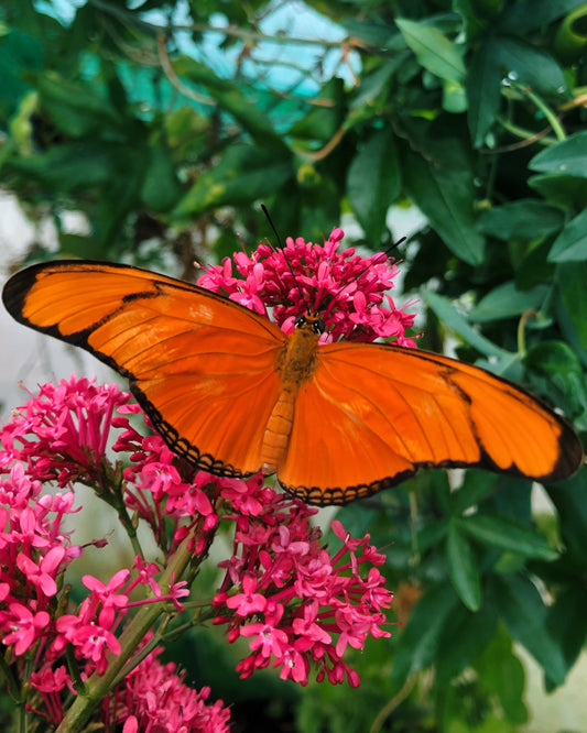 Live butterflies and moths for sale online UK. Order eggs, caterpillars, pupae, and cocoons. Watch the lifecycle unfold with insects to rear at home!