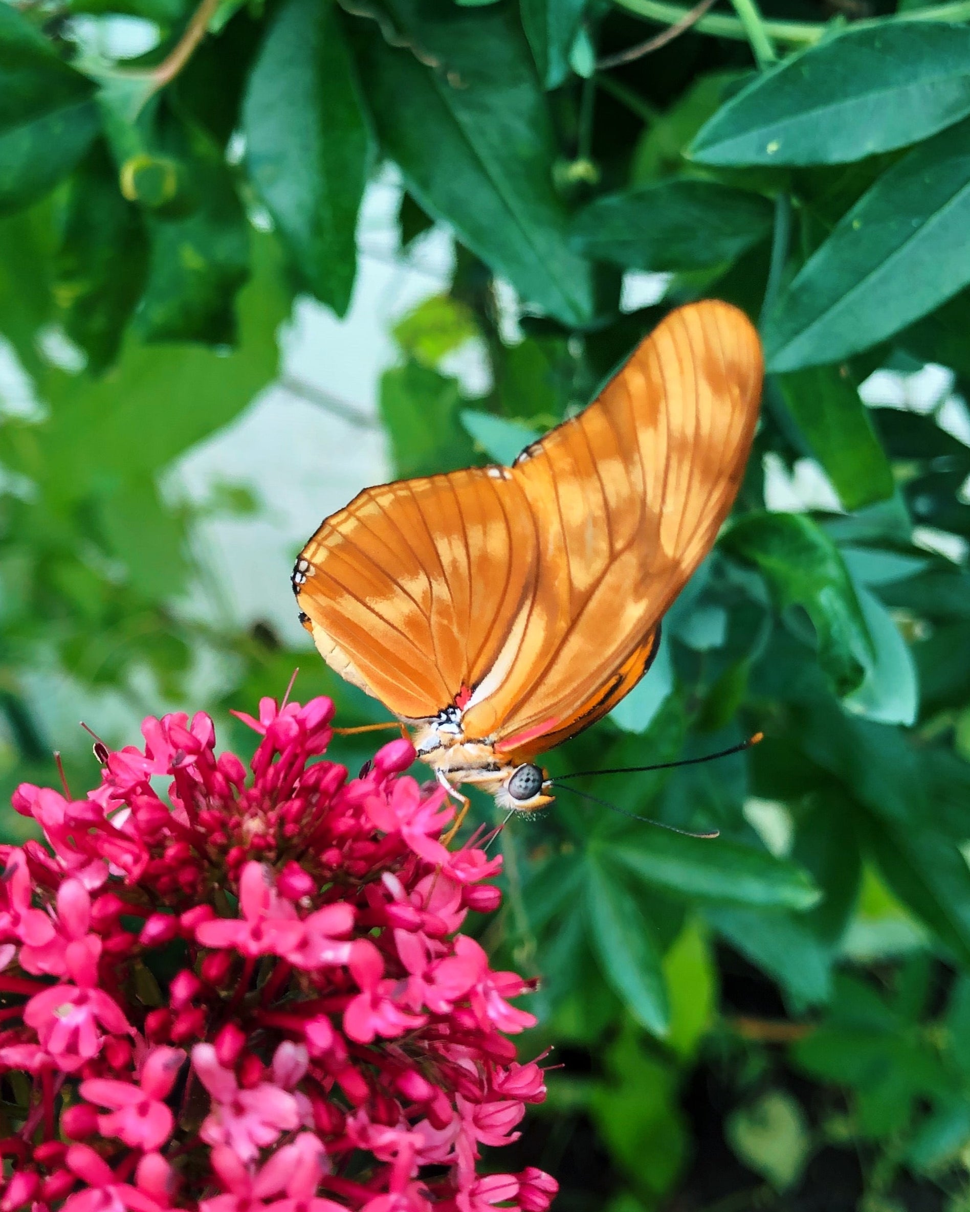 Live butterflies and moths for sale online UK. Order eggs, caterpillars, pupae, and cocoons. Watch the lifecycle unfold with insects to rear at home!