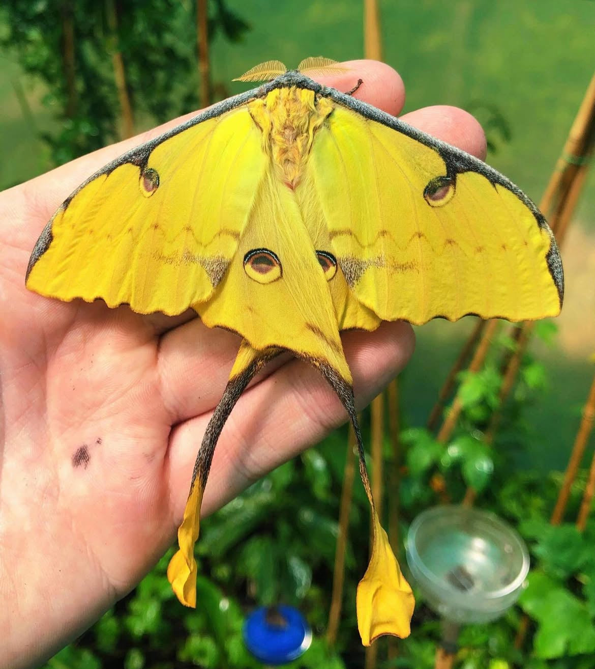 African Comet Moth COCOONS (Argema mimosae)