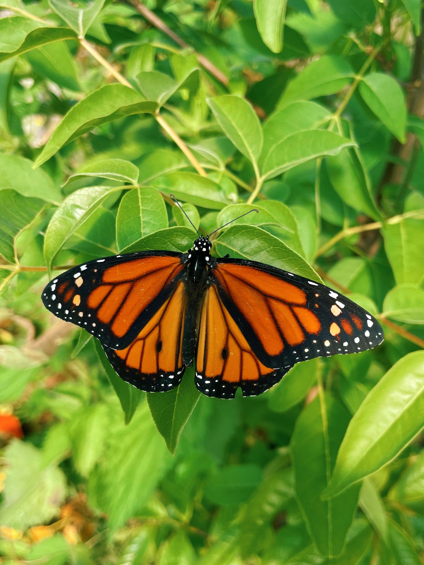Monarch Butterfly (Danaus plexippus) | EGGS