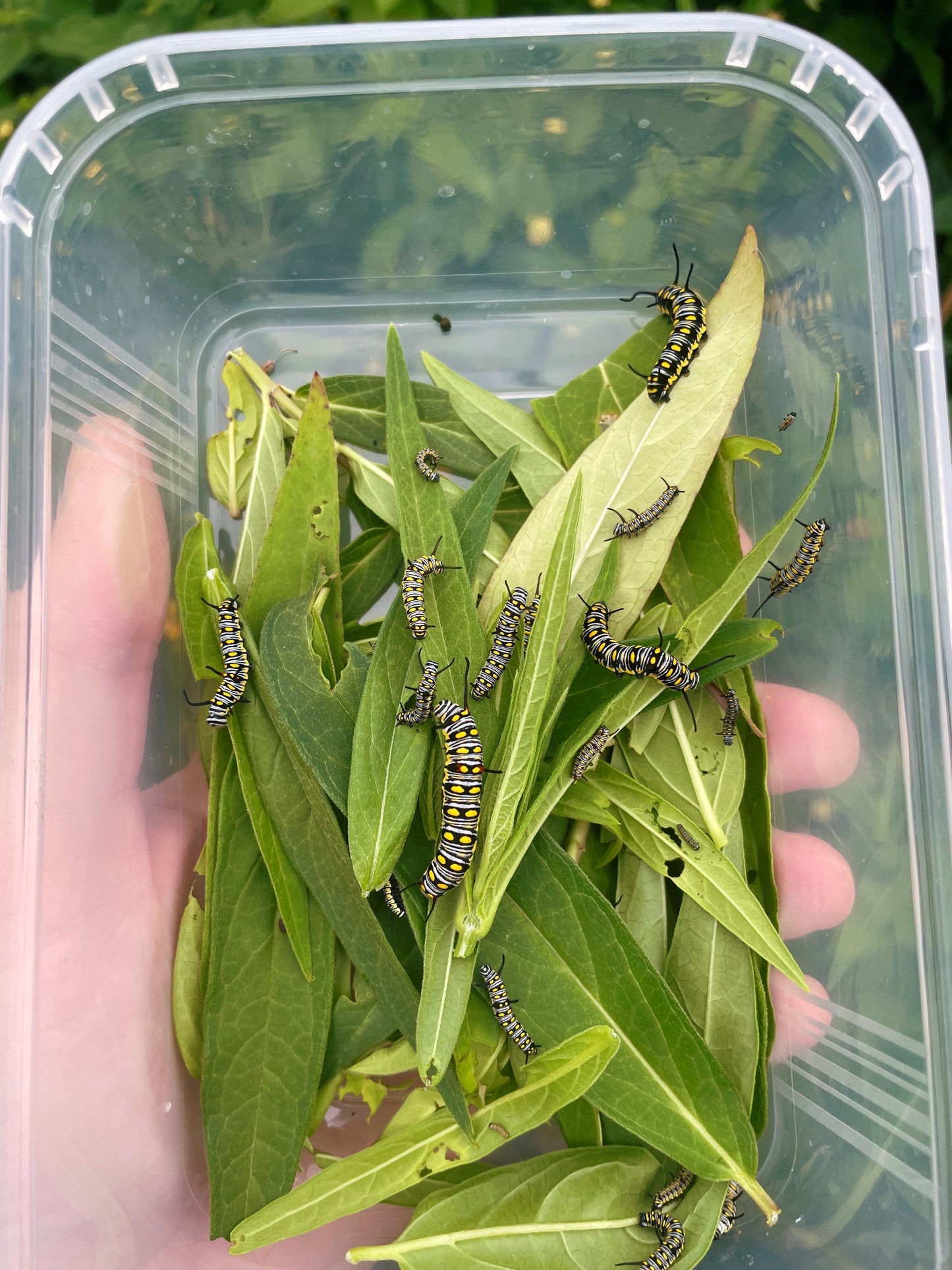 Plain Tiger Butterfly (Danaus chrysippus) CATERPILLARS