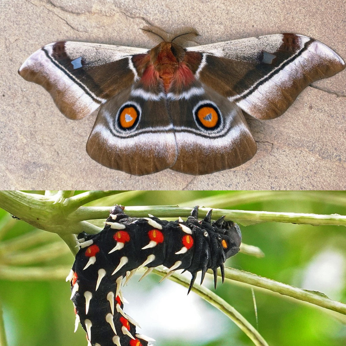 Cabbage Tree Emperor Moth PUPAE (Bunaea alcinoe)