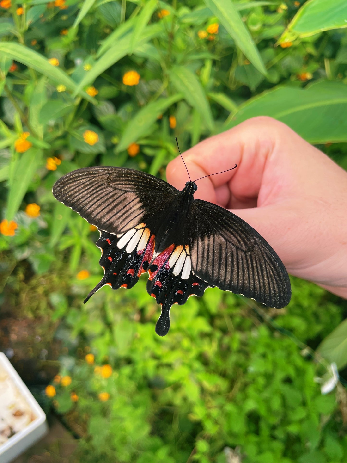 Common Mormon Swallowtail PUPAE (Papilio polytes)