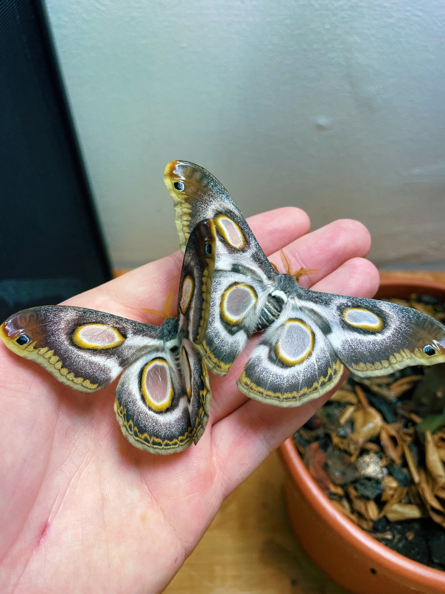 White-Ringed Atlas Moth COCOONS (Epiphora mythimnia)