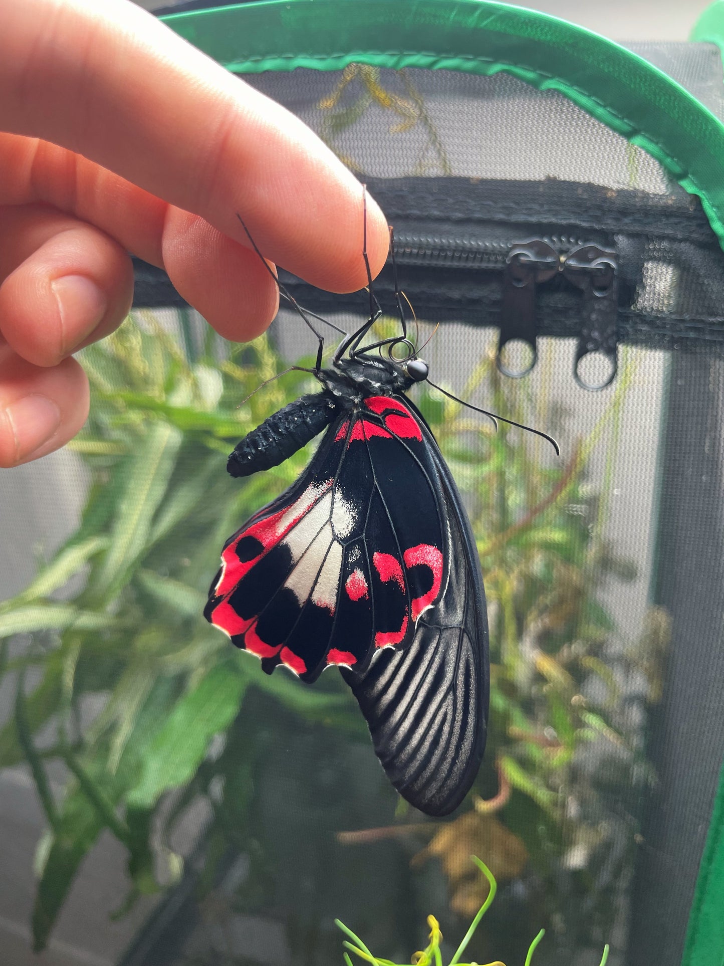Scarlet Mormon Swallowtail PUPAE (Papilio rumanzovia)
