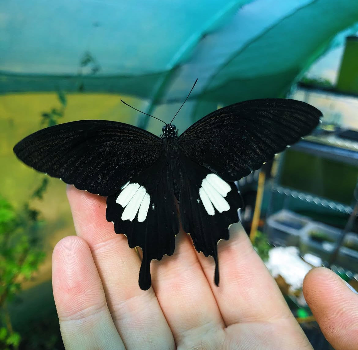 Black and White Helen PUPAE (Papilio nephelus sunatus)