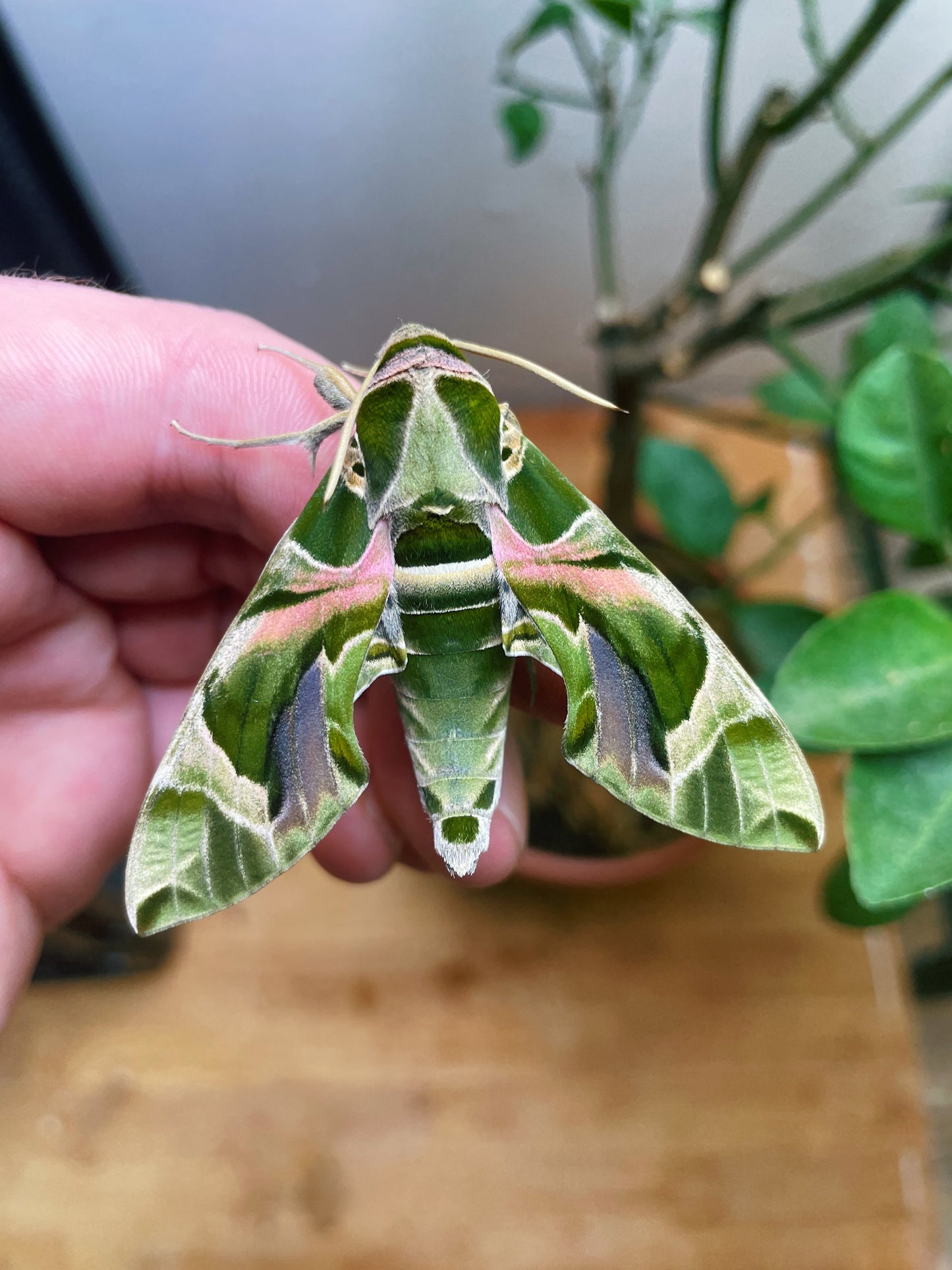 Oleander Hawk-Moth EGGS (Daphnis nerii)