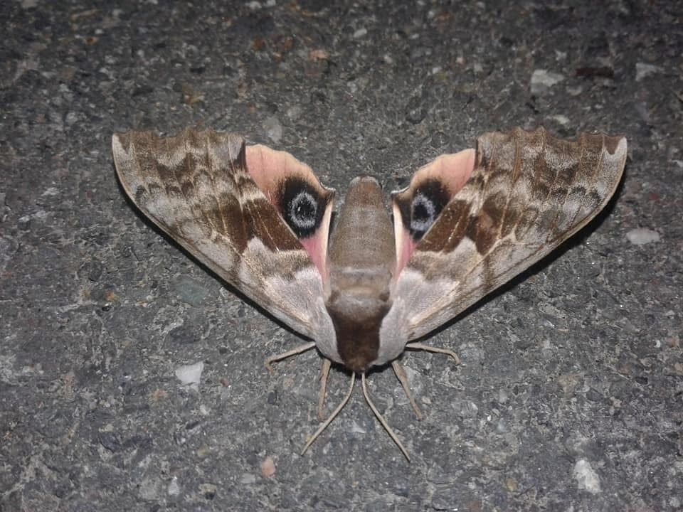 One-Eyed Sphinx Moth (Smerinthus cerisyi) | EGGS