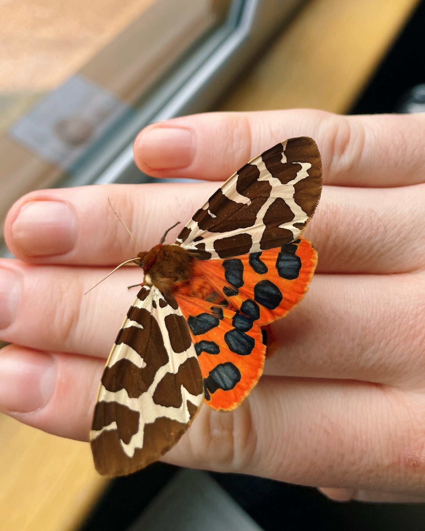 Garden Tiger Moth PUPAE (Arctia caja)