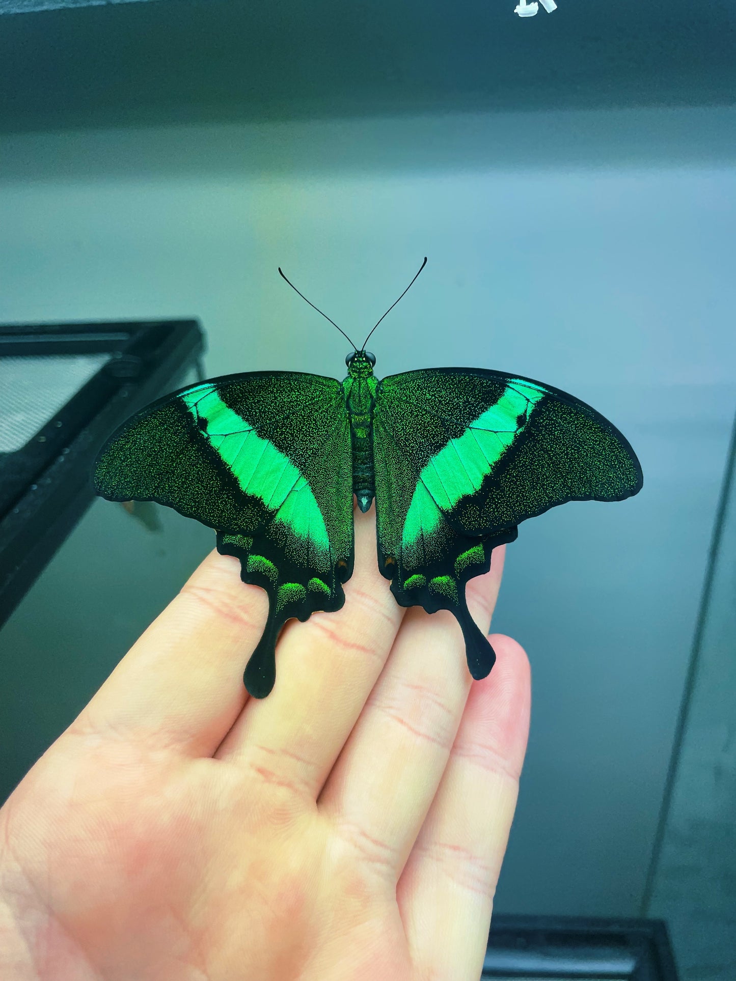 Emerald Swallowtail PUPAE (Papilio palinurus)