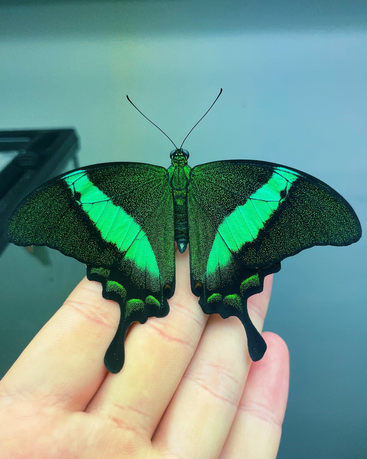Emerald Swallowtail PUPAE (Papilio palinurus)
