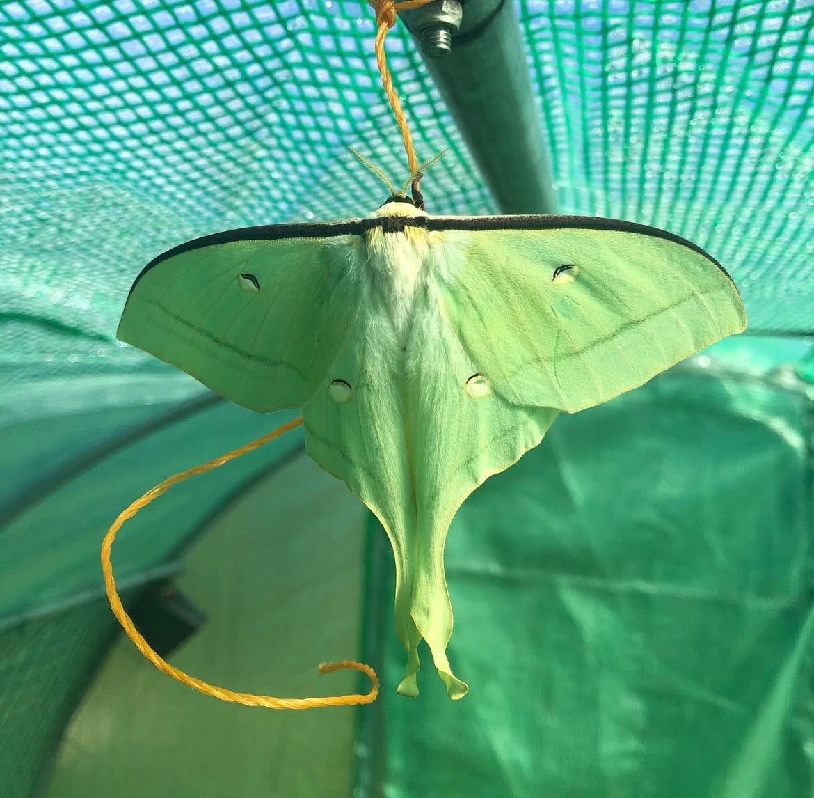 Chinese Moon Moth EGGS (Actias ningpoana)