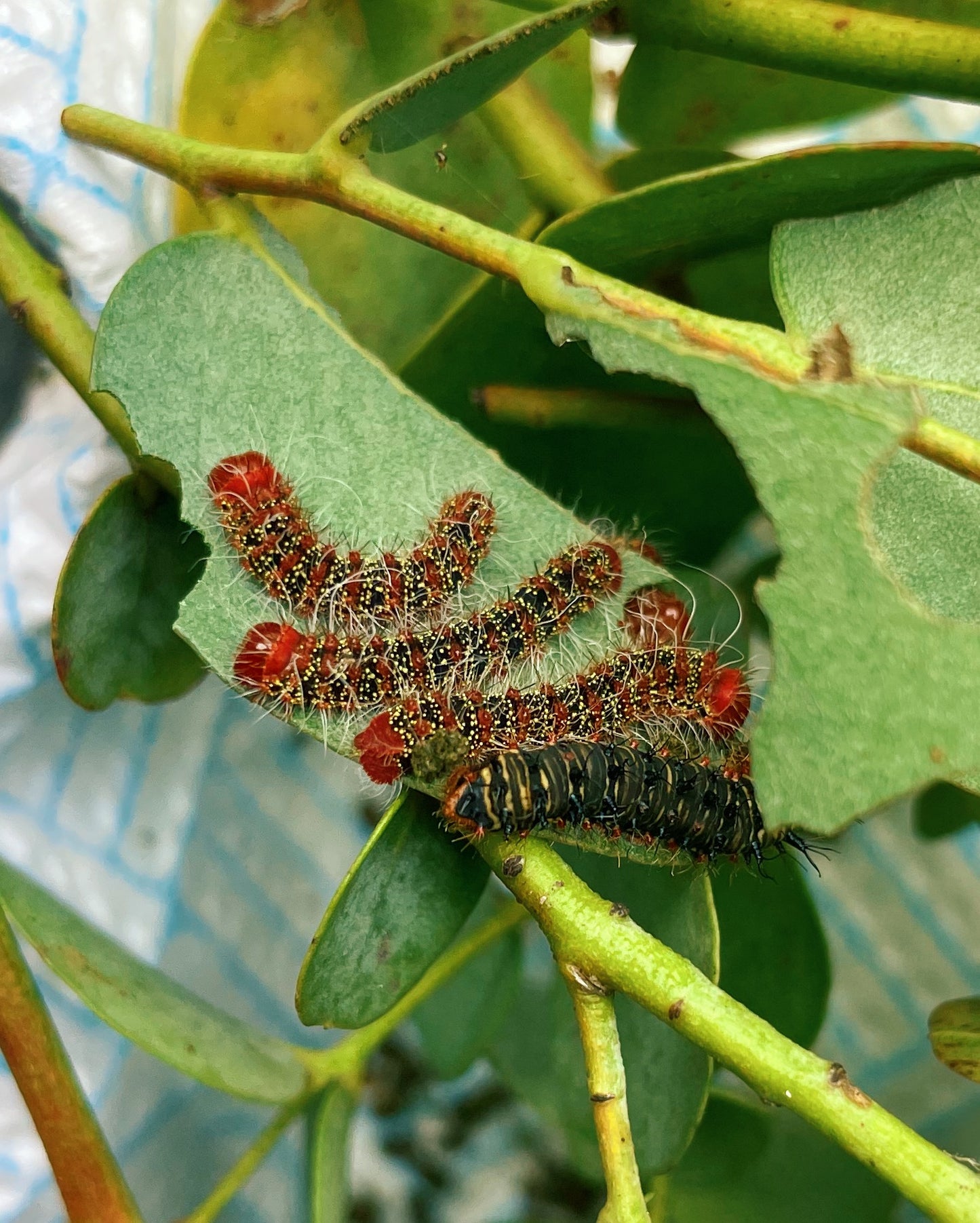 Three-Windowed Silk-Moth EGGS (Cricula trifenestrata)
