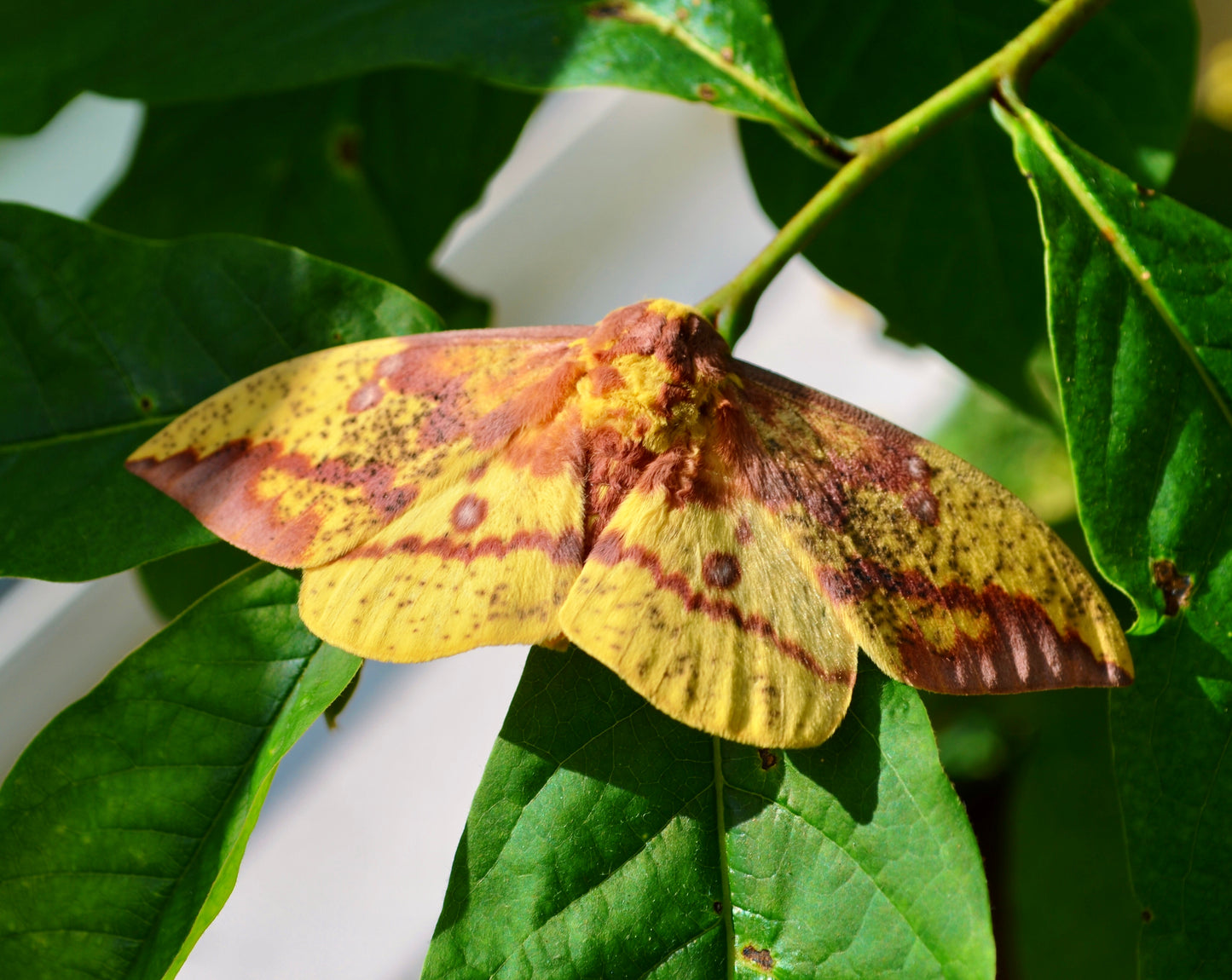 Live butterflies and moths for sale online UK. Order eggs, caterpillars, pupae, and cocoons. Watch the lifecycle unfold with insects to rear at home!