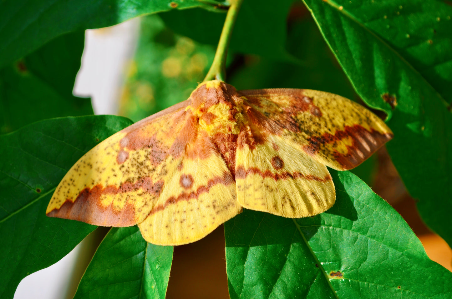 Live butterflies and moths for sale online UK. Order eggs, caterpillars, pupae, and cocoons. Watch the lifecycle unfold with insects to rear at home!