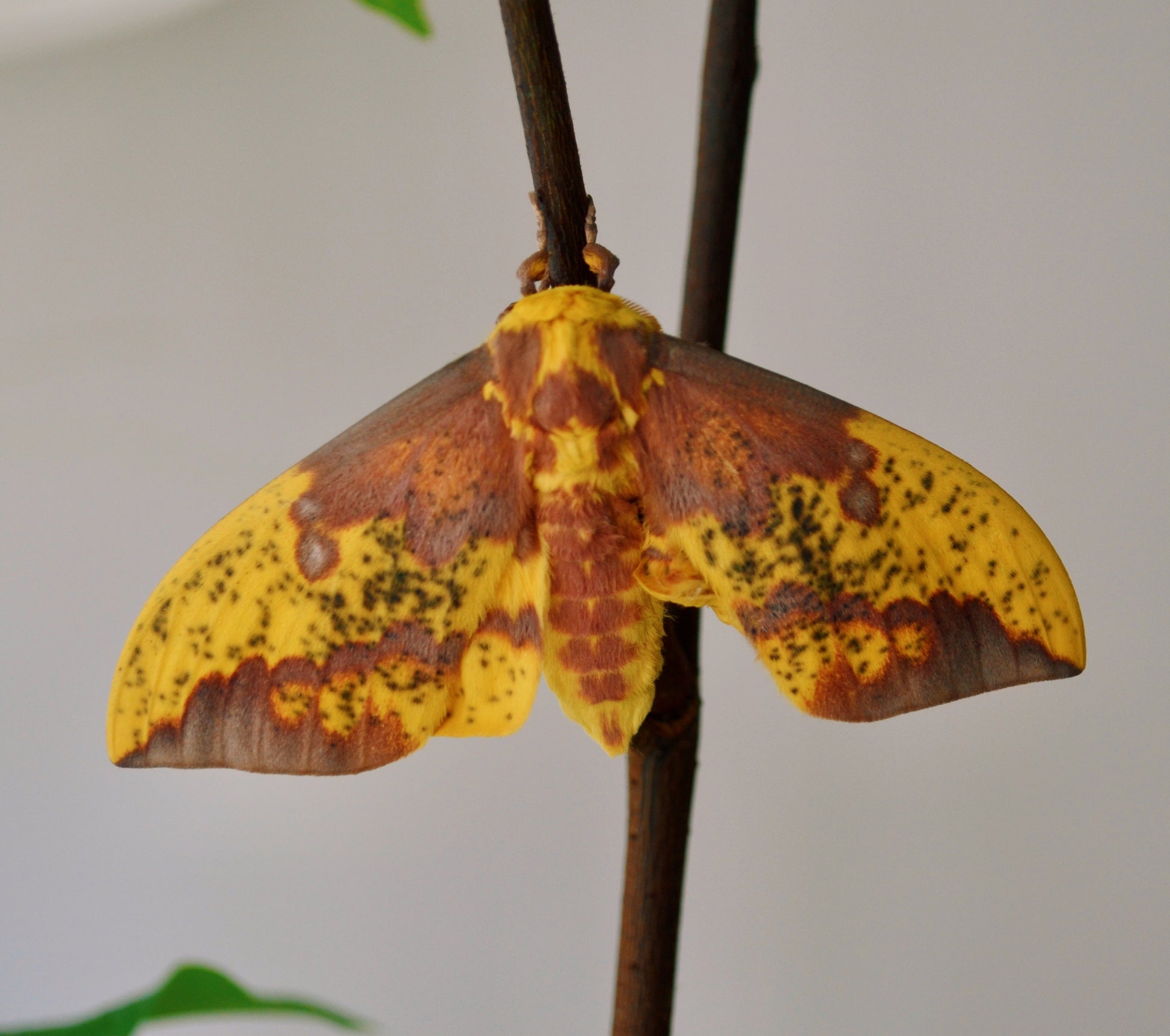 Live butterflies and moths for sale online UK. Order eggs, caterpillars, pupae, and cocoons. Watch the lifecycle unfold with insects to rear at home!