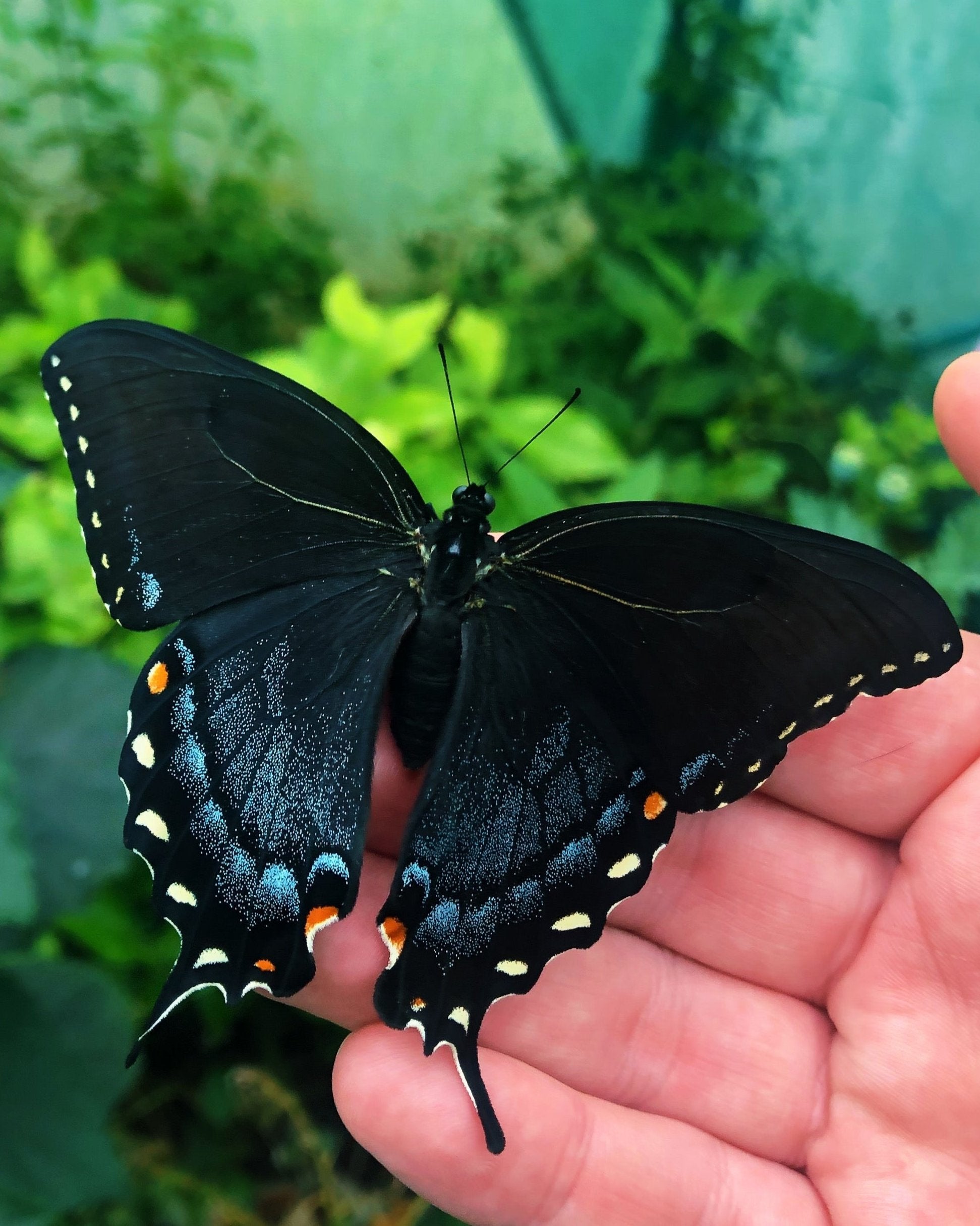 Live butterflies and moths for sale online UK. Buy eggs, caterpillars, pupae, and cocoons. Watch the lifecycle unfold with insects to rear at home!