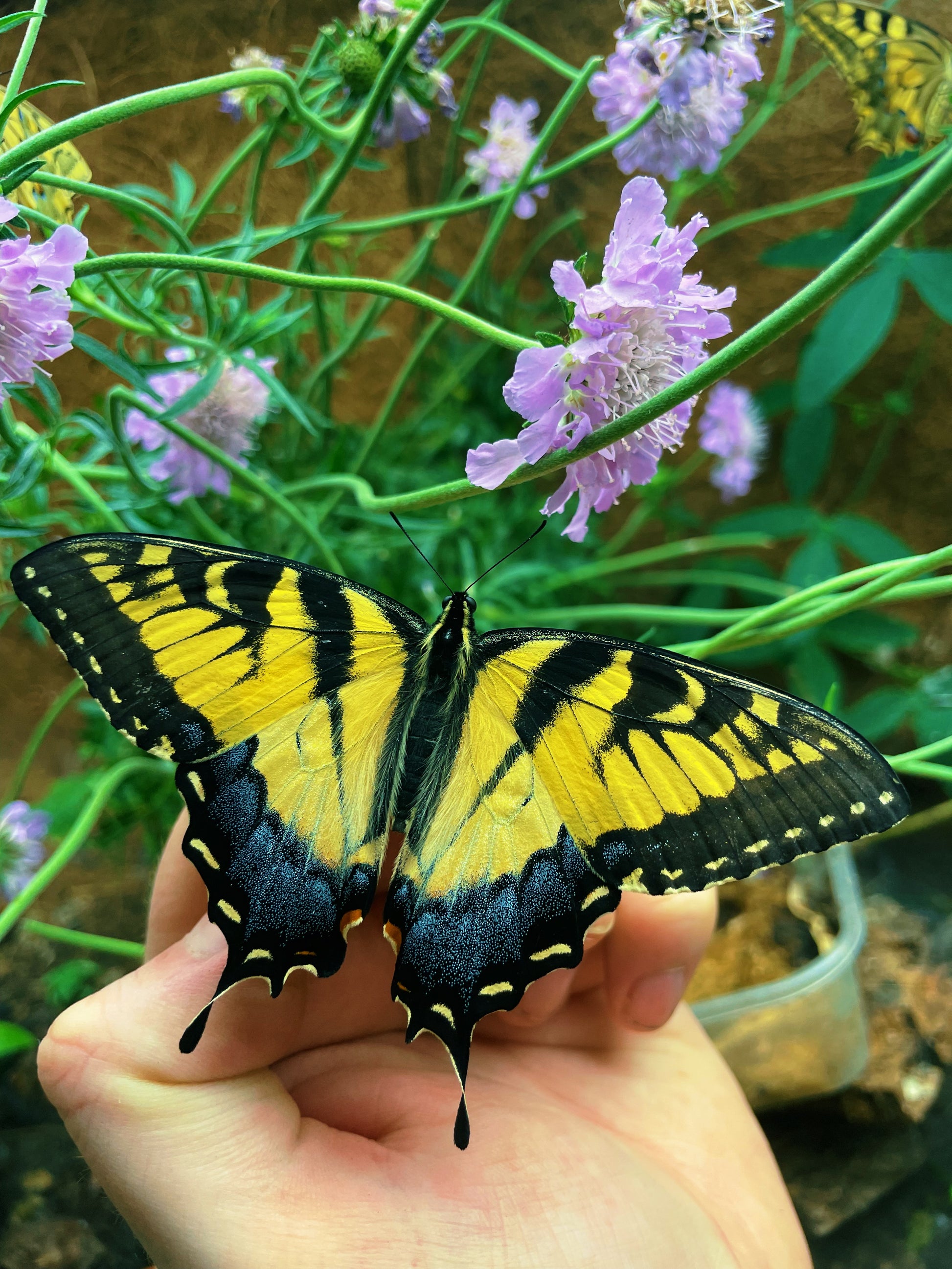 Live butterflies and moths for sale online UK. Buy eggs, caterpillars, pupae, and cocoons. Watch the lifecycle unfold with insects to rear at home!