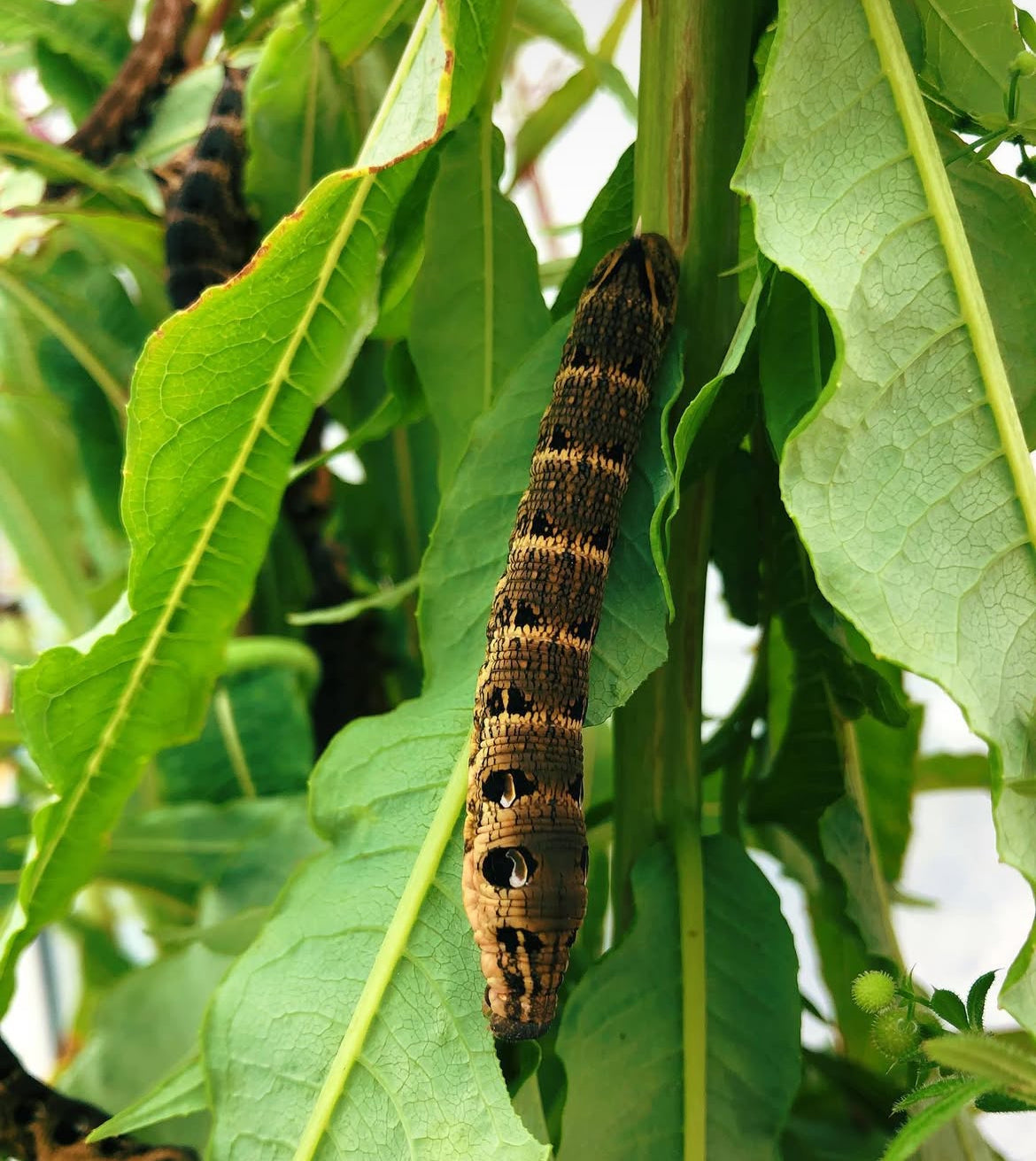 Live moth eggs for sale online UK