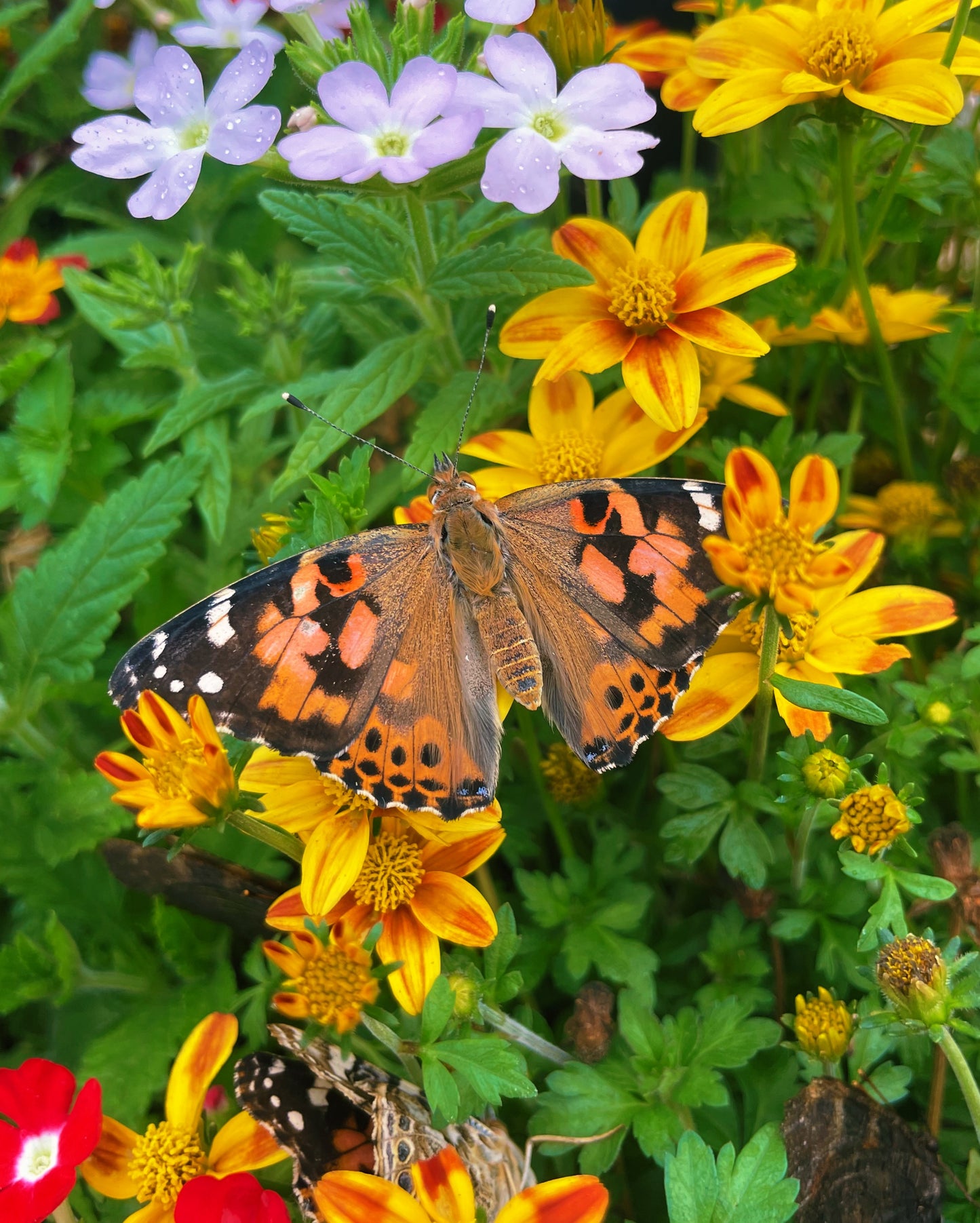 Painted Lady (Vanessa cardui) EGGS