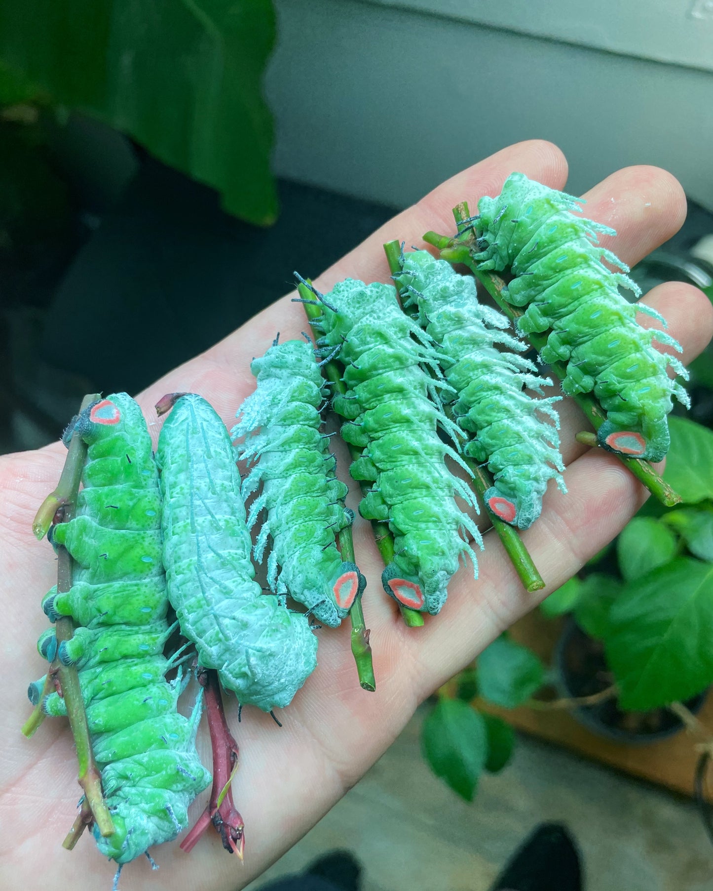 Giant Atlas Moth EGGS (Attacus atlas)