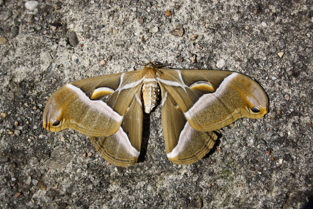 Ailanthus Silk-Moth EGGS (Samia cynthia)