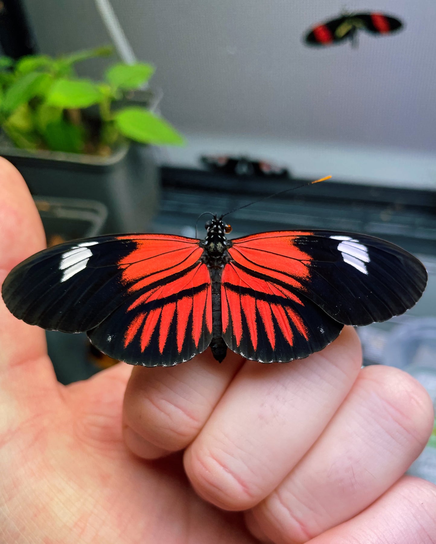Erato Longwing Butterfly (Heliconius erato) | PUPAE